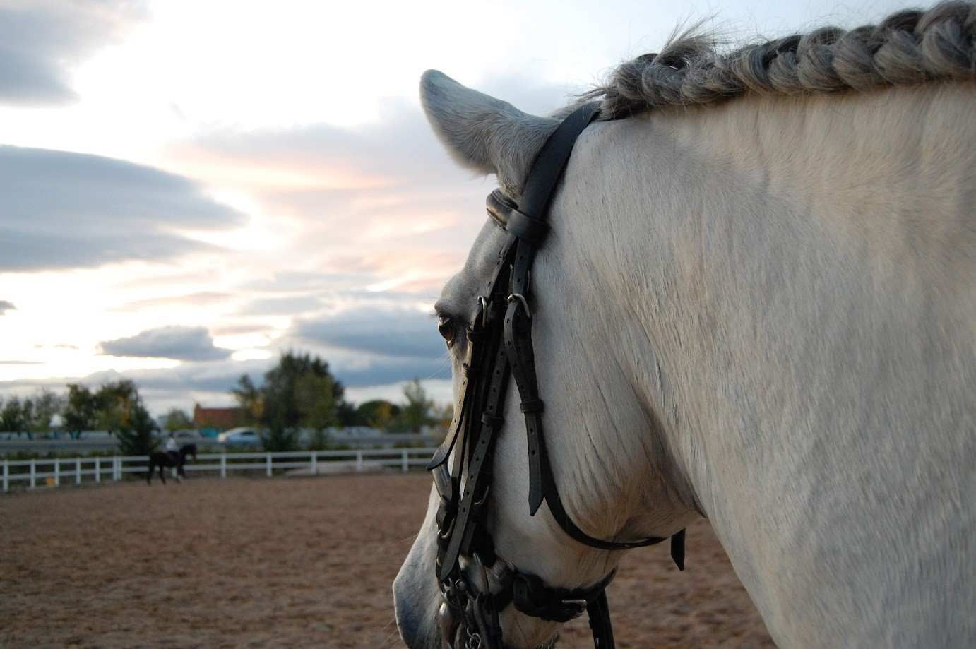 Cabeza de caballo blanco con crin trenzada, mirando hacia un picadero con otro caballo en la distancia.