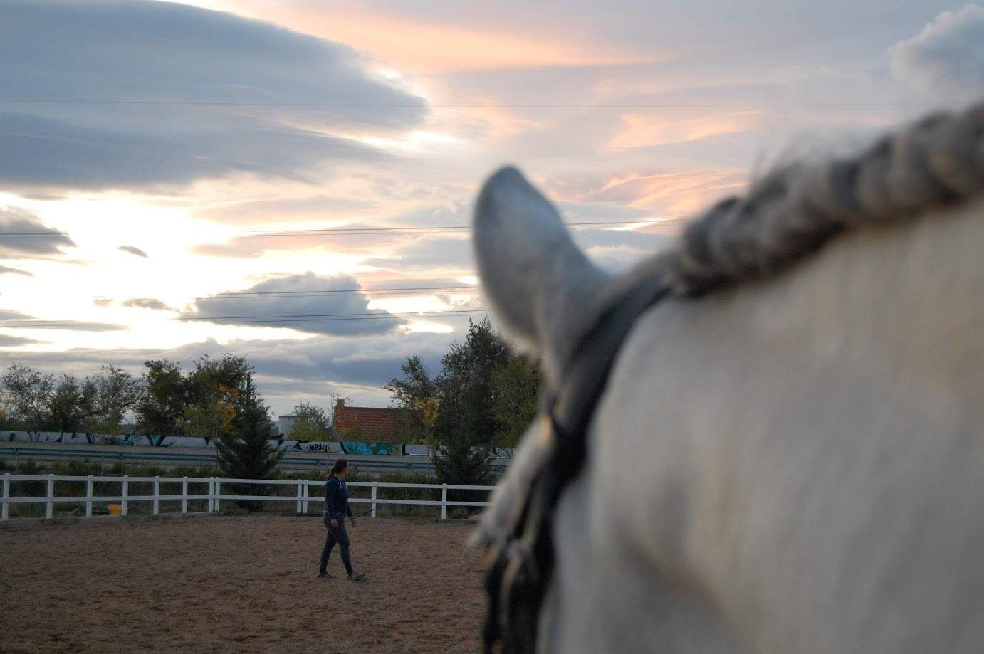 Una persona camina en un picadero; vista desde el lomo de un caballo blanco con crin trenzada, bajo una puesta de sol.