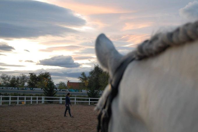 Una persona camina en un picadero; vista desde el lomo de un caballo blanco con crin trenzada, bajo una puesta de sol.