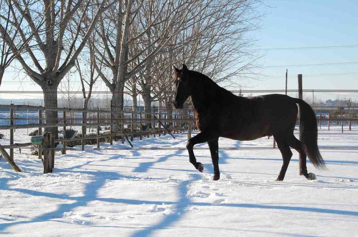Caballo oscuro caminando en un campo cubierto de nieve cerca de árboles desnudos y una valla de madera en un día soleado.