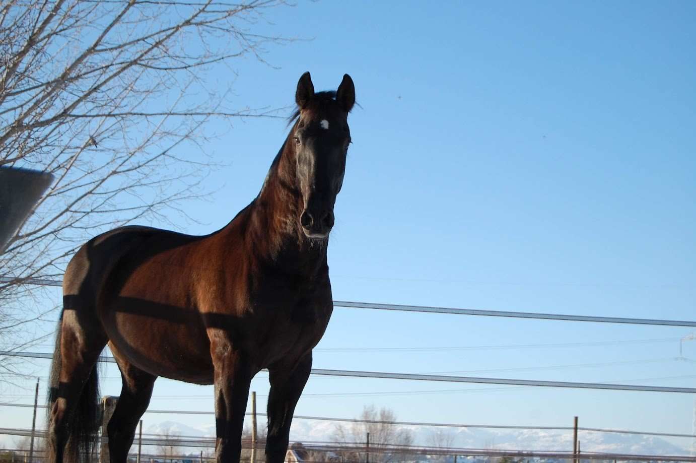 Un caballo marrón se encuentra en un campo soleado, mirando hacia adelante con el cielo azul como fondo.