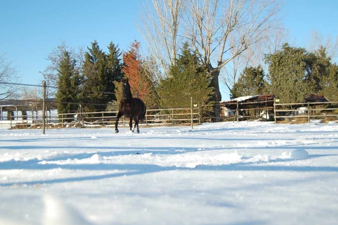 Caballo oscuro corriendo en un potrero cubierto de nieve en un día soleado.