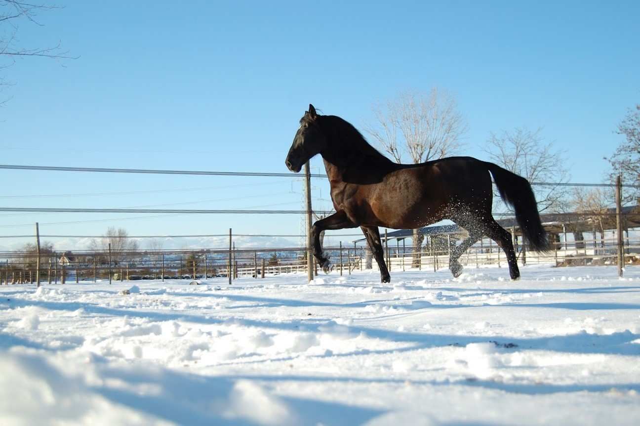 Caballo oscuro corriendo en un campo cubierto de nieve bajo un cielo azul brillante.