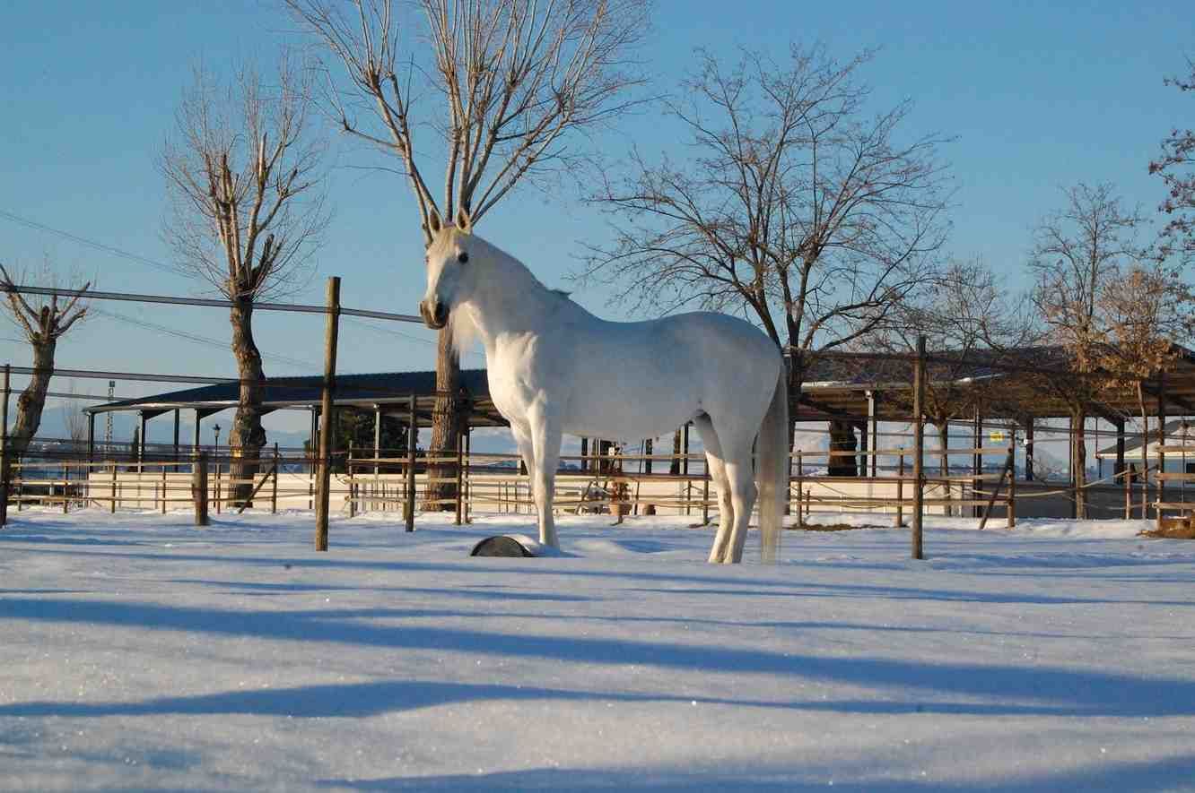 Caballo blanco en un potrero nevado en un día soleado. Árboles desnudos y un edificio al fondo.