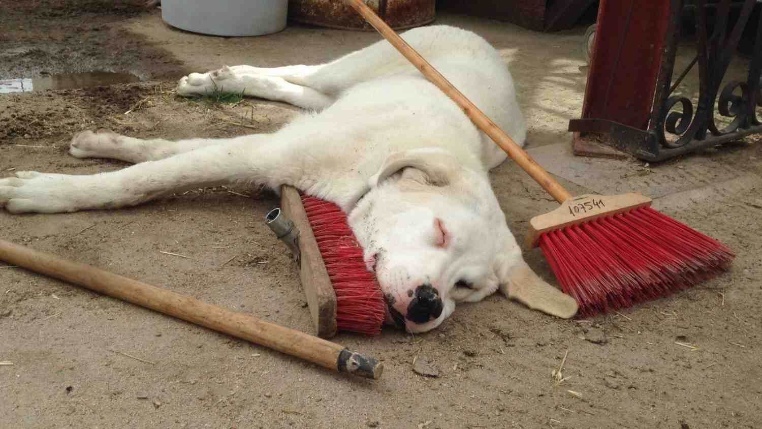 Perro blanco durmiendo sobre cemento con escobas de cerdas rojas apoyadas sobre él.