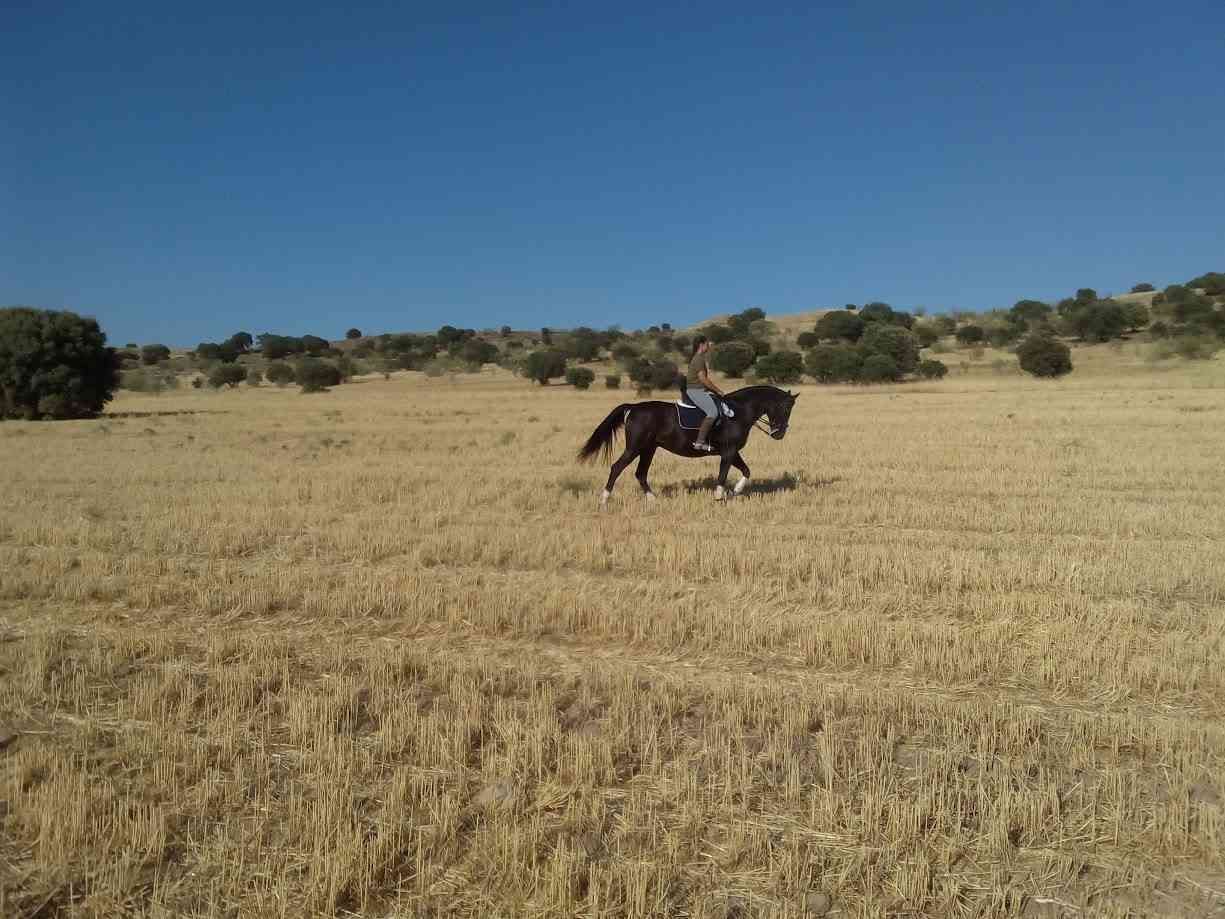 Una persona monta un caballo oscuro a través de un campo seco en un día soleado.