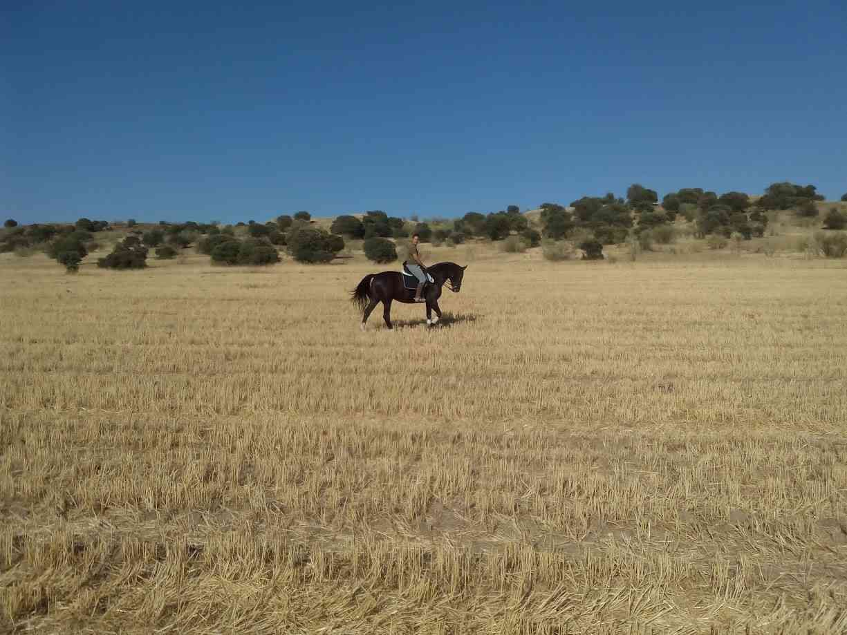 Una persona monta un caballo oscuro en un campo seco bajo un cielo azul.