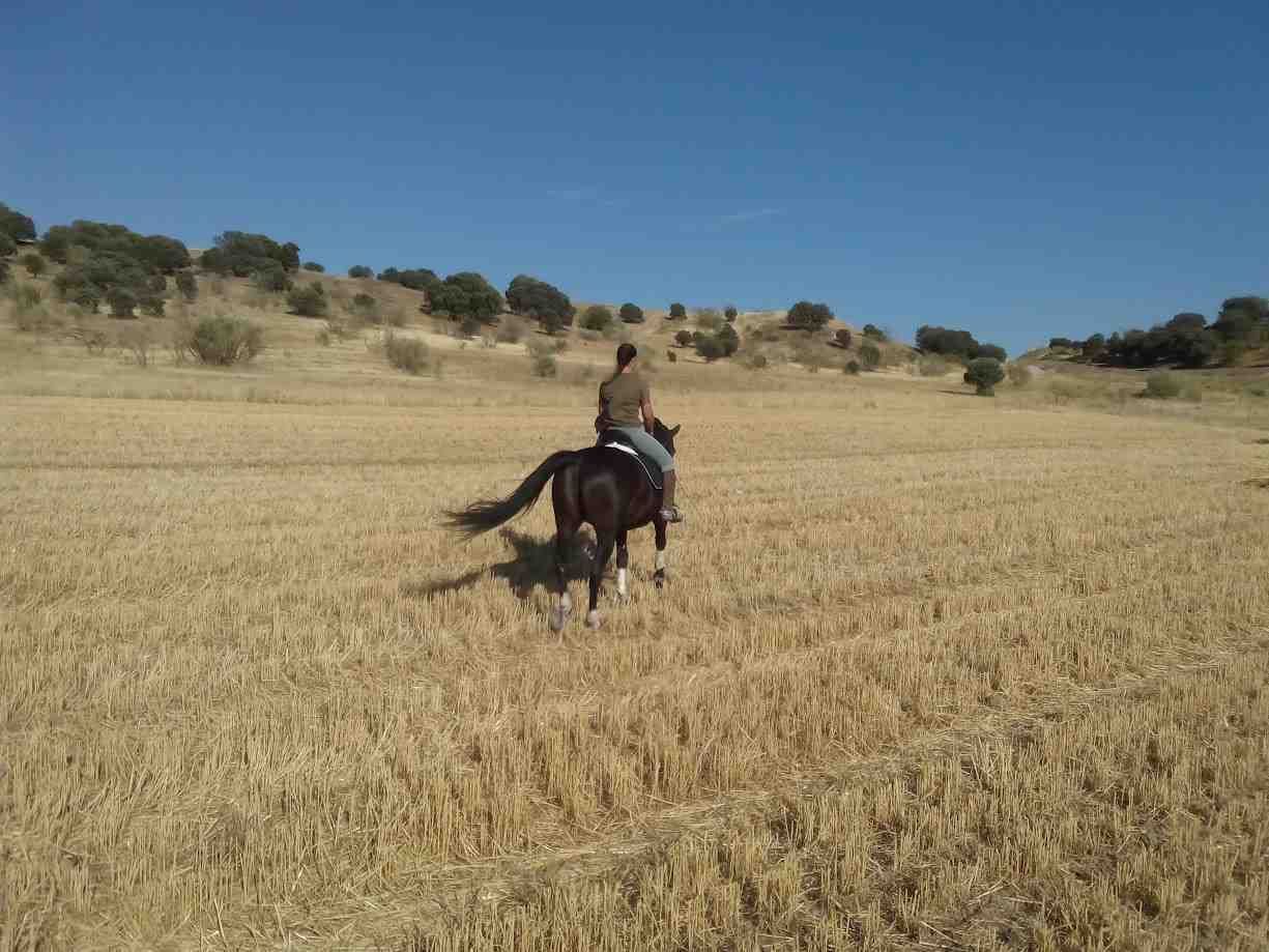 Persona montando un caballo oscuro en un campo seco y dorado bajo un cielo azul.