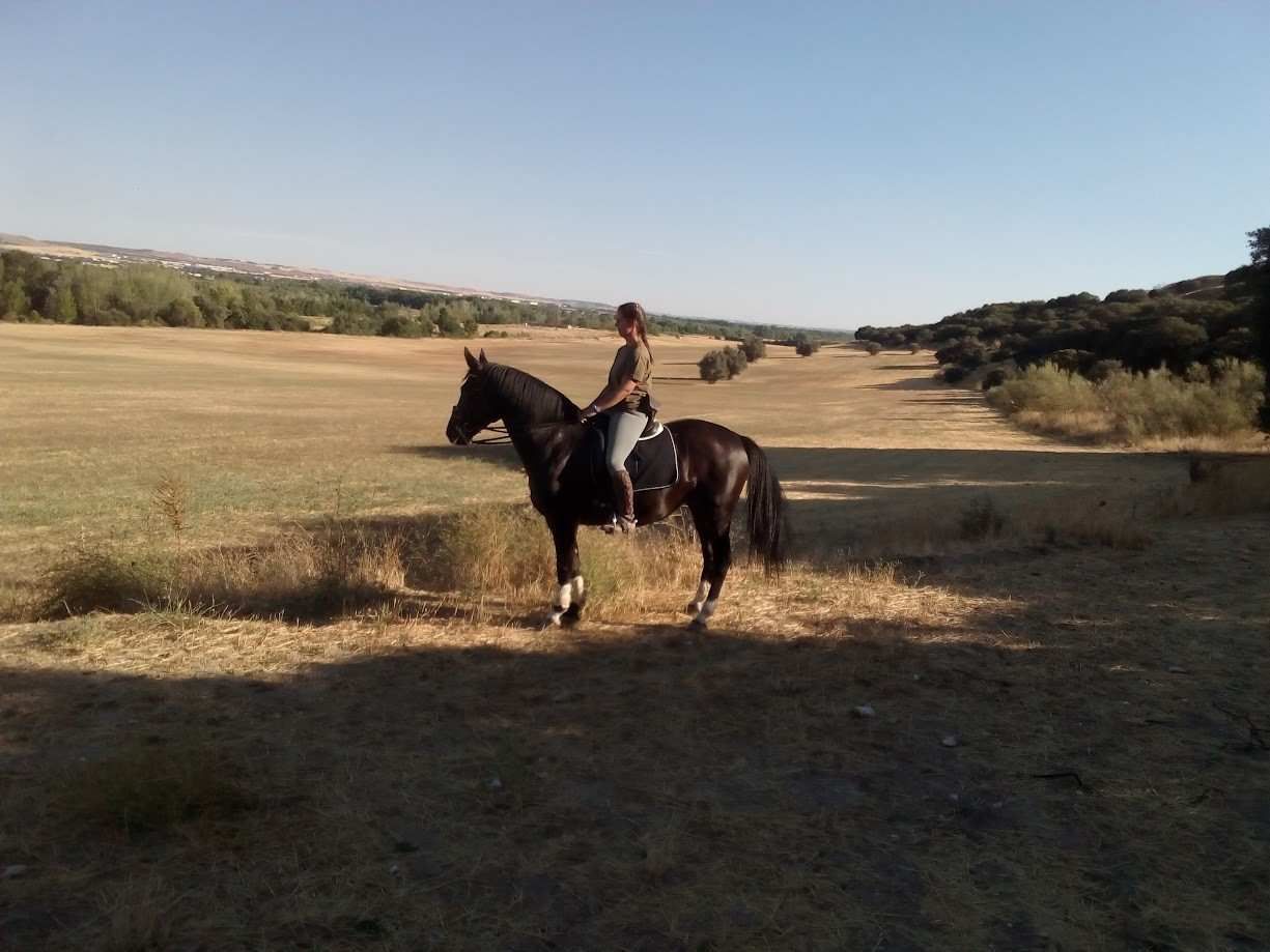 Persona montando un caballo negro en un campo; luz natural y soleada; hierba seca y árboles al fondo.