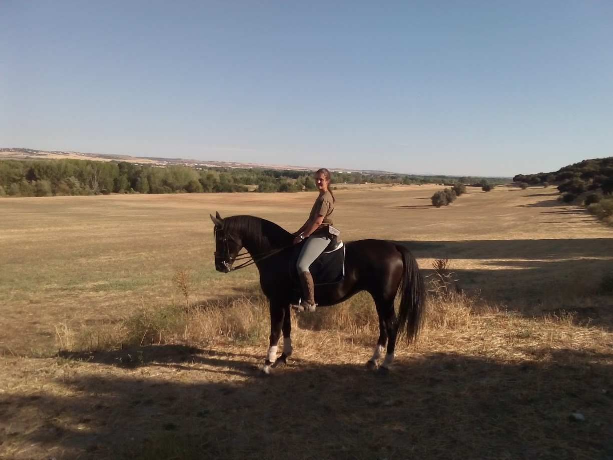 Mujer montando un caballo negro en un campo de hierba en un día soleado.
