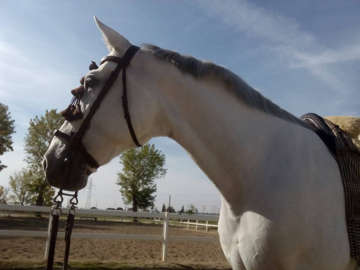 Caballo blanco con bridas, silla de montar y riendas, en un picadero al aire libre, bajo un cielo parcialmente nublado.