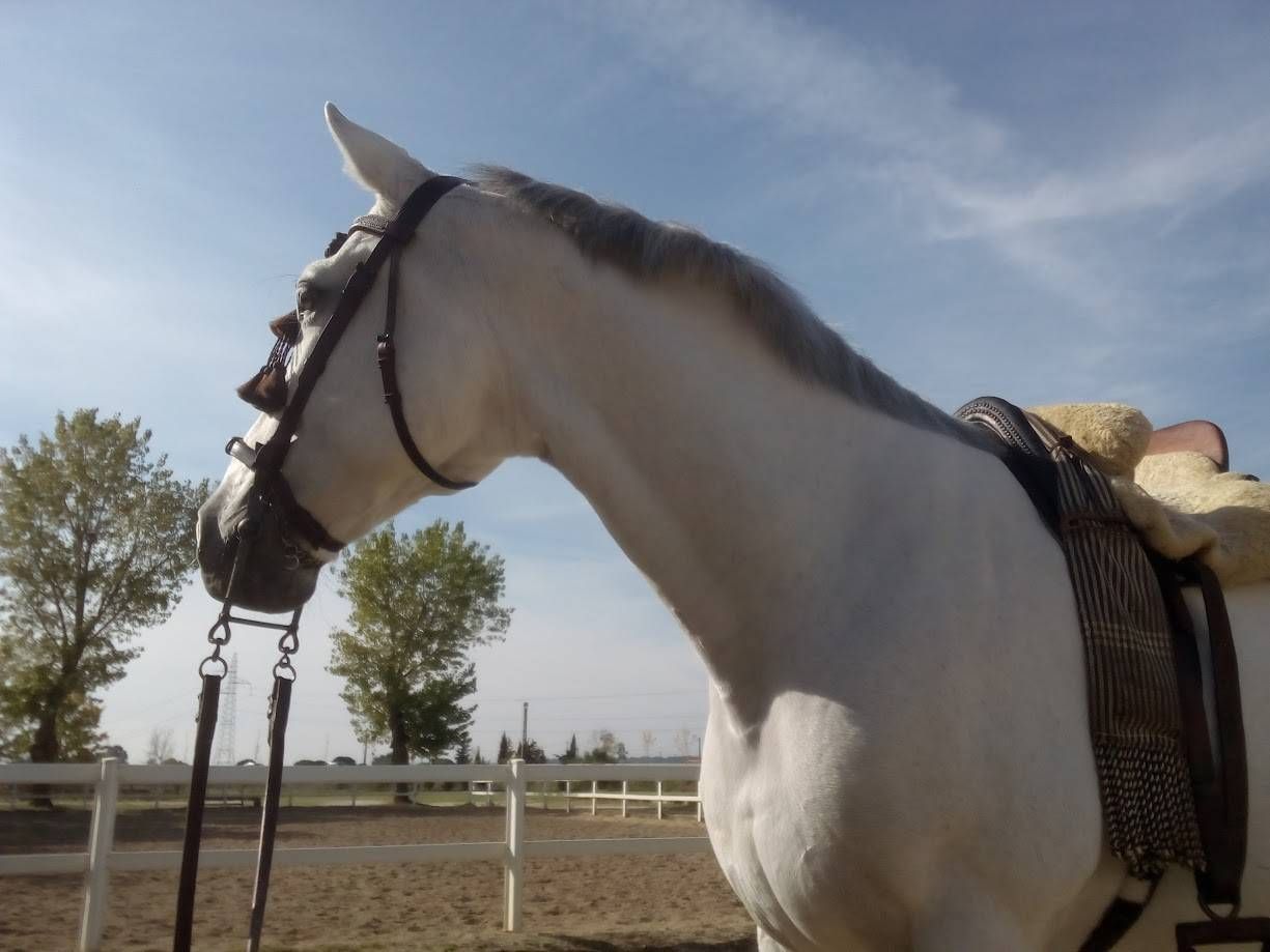 Caballo blanco con aparejos, de pie en un área de equitación al aire libre con árboles y una cerca en un día soleado.