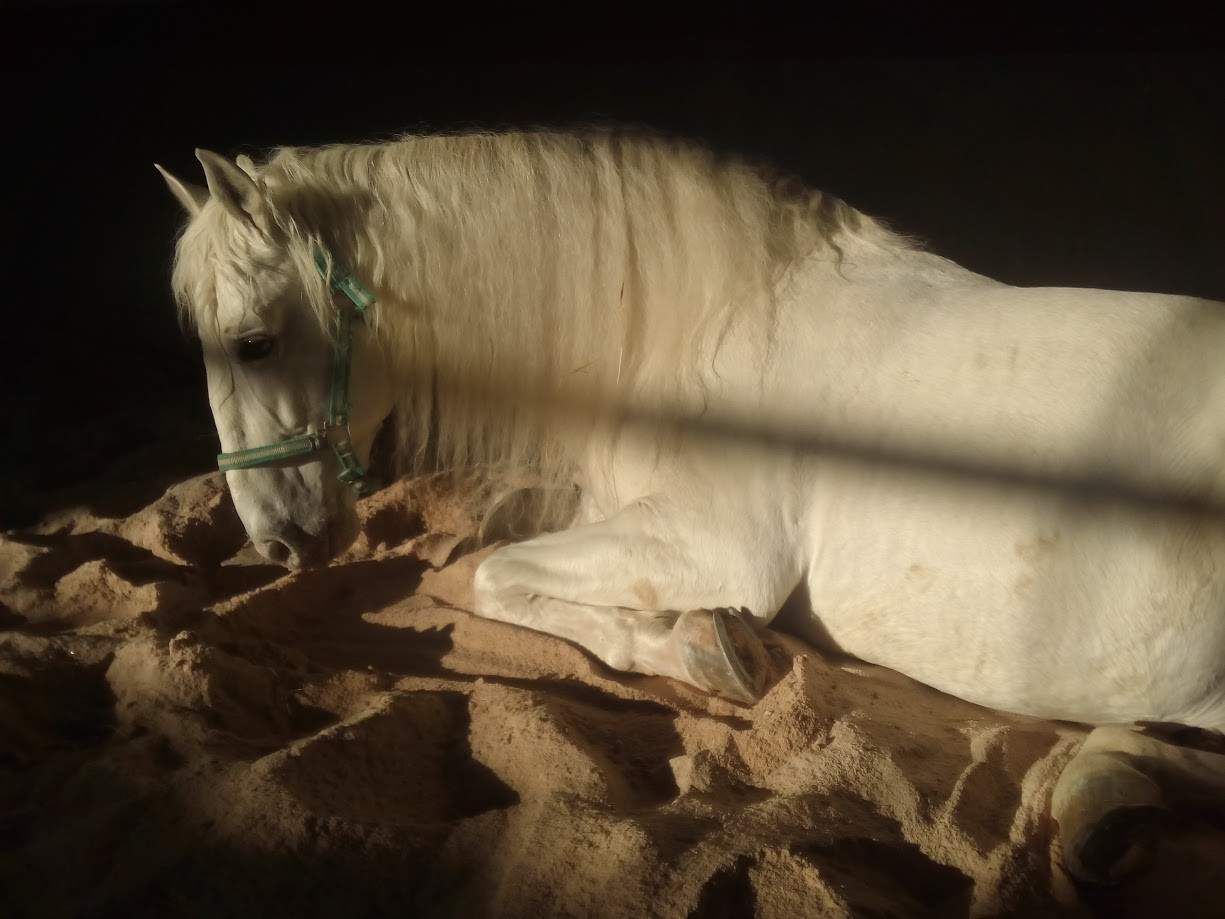 Caballo blanco descansando sobre un lecho de aserrín de color marrón; fondo oscuro.