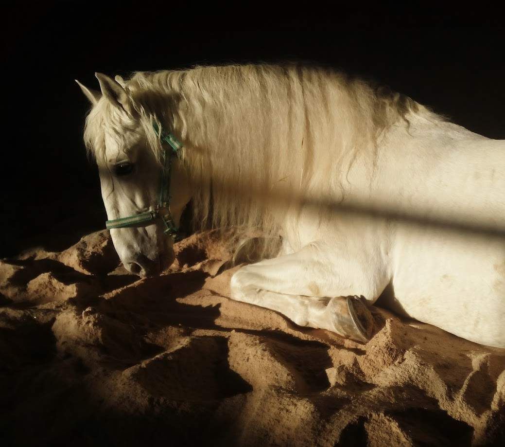 Caballo blanco tumbado en la arena, iluminado por la luz del sol.