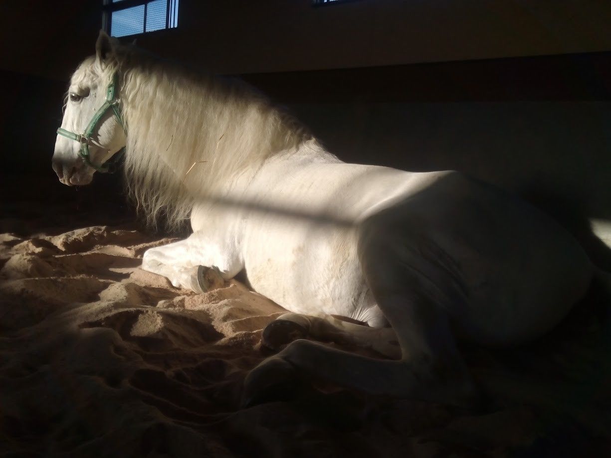Caballo blanco descansando sobre la arena de un granero, bañado por la luz del sol.