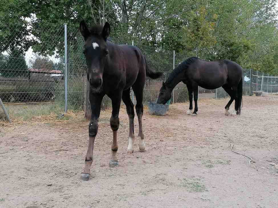 Dos caballos oscuros en un corral cercado; un potro mirando hacia adelante, el otro comiendo de un balde.
