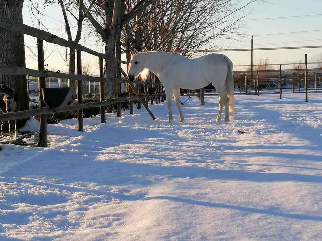 Caballo blanco de pie en un recinto cercado y nevado; se ven árboles y una valla de madera.