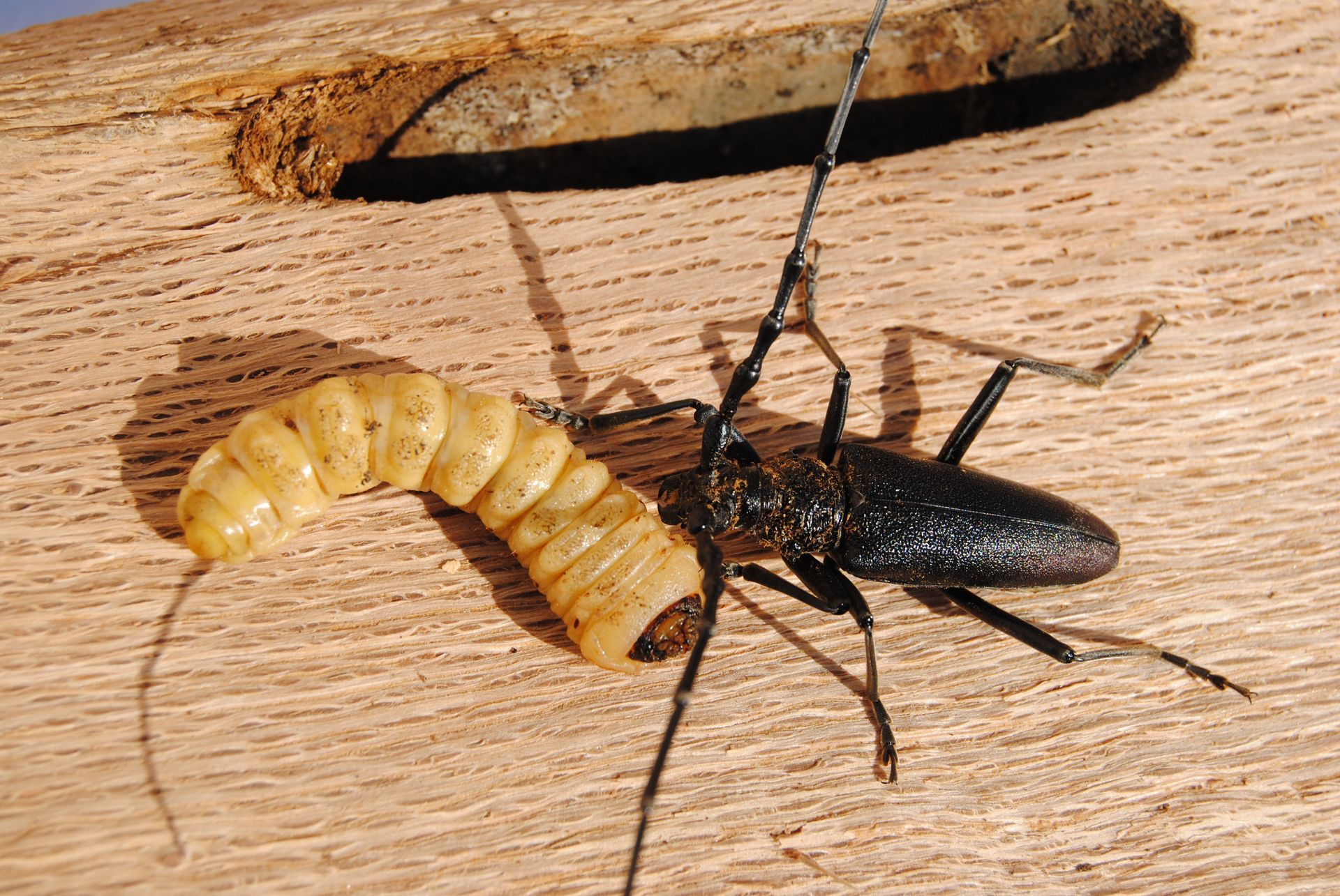 Un coléoptère noir aux longues antennes se trouve à côté d'une grosse larve blanche sur du bois, près d'un trou.