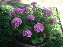 Gärtnerei Rogner-Bär • Grabanlagen