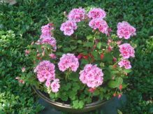 Gärtnerei Rogner-Bär • Grabanlagen