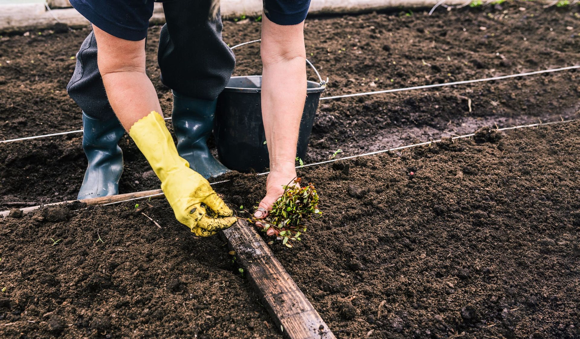 Una persona con guantes amarillos planta plántulas en tierra oscura en un parterre.