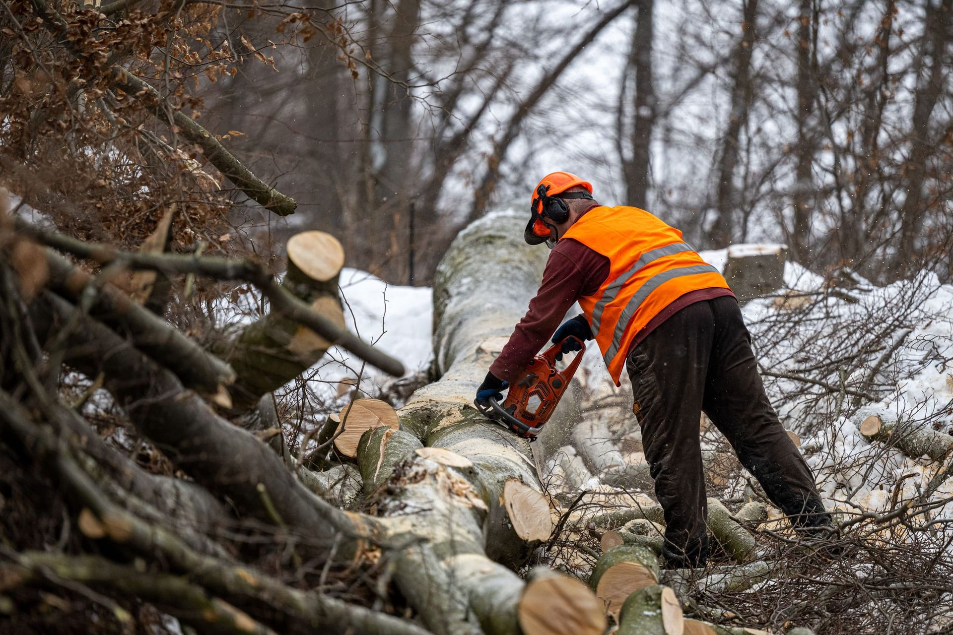 Trabajador con traje de seguridad naranja cortando troncos caídos en una zona boscosa nevada.