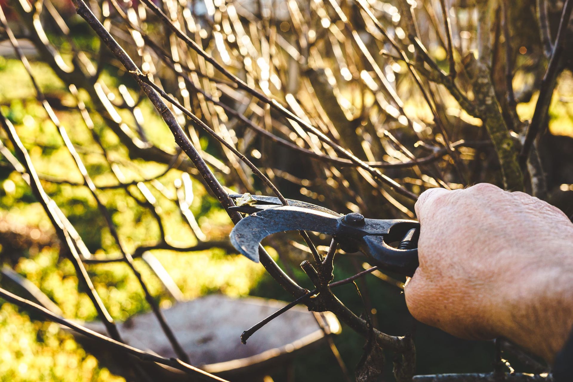 Poda manual de ramas de una vid a la luz del sol con tijeras de jardinería.