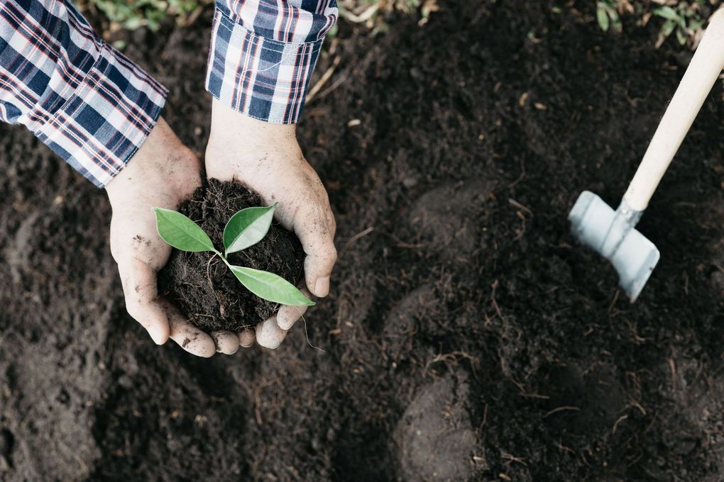 Manos plantando una pequeña plántula verde en tierra oscura junto a una paleta de jardinería.