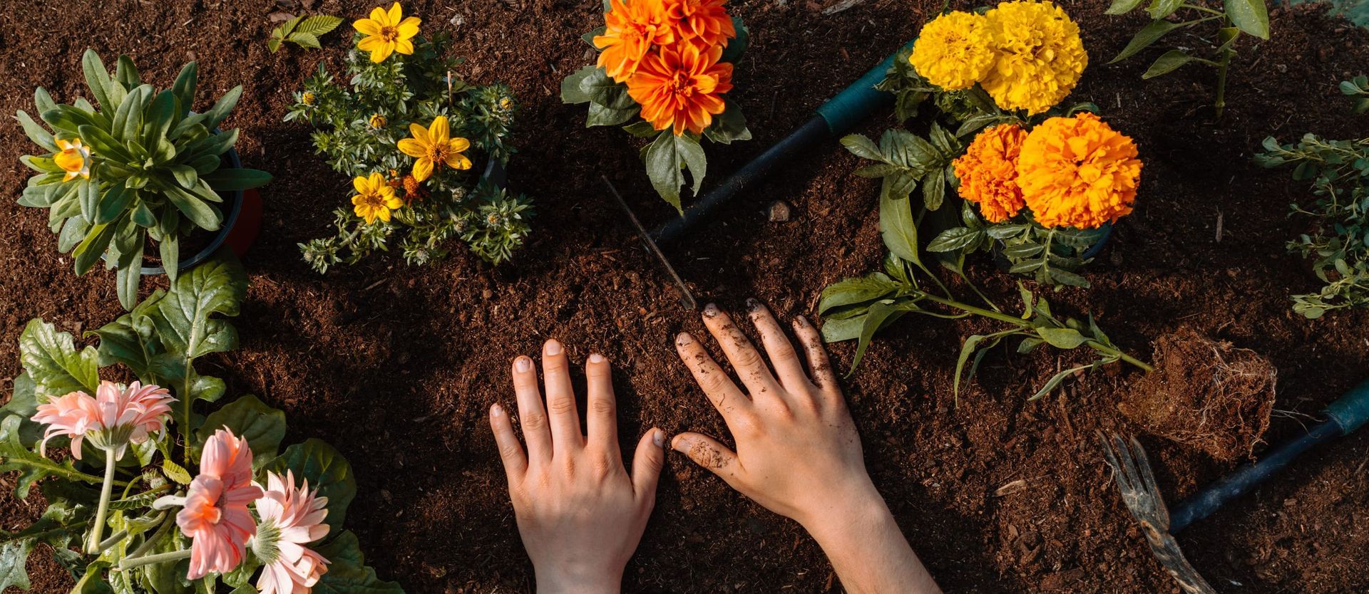 Manos plantando flores en tierra oscura, con coloridas flores y herramientas de jardinería alrededor del parterre.