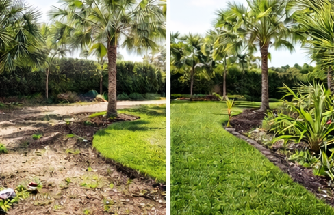 Vista dividida de un jardín tropical: tierra desnuda a la izquierda, césped verde exuberante a la derecha.