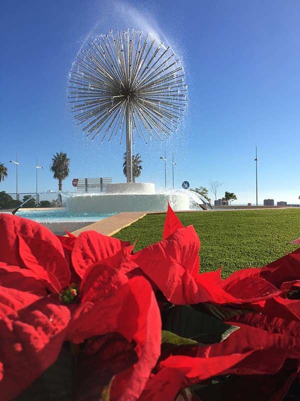 Una fuente está rodeada de flores rojas en un parque.