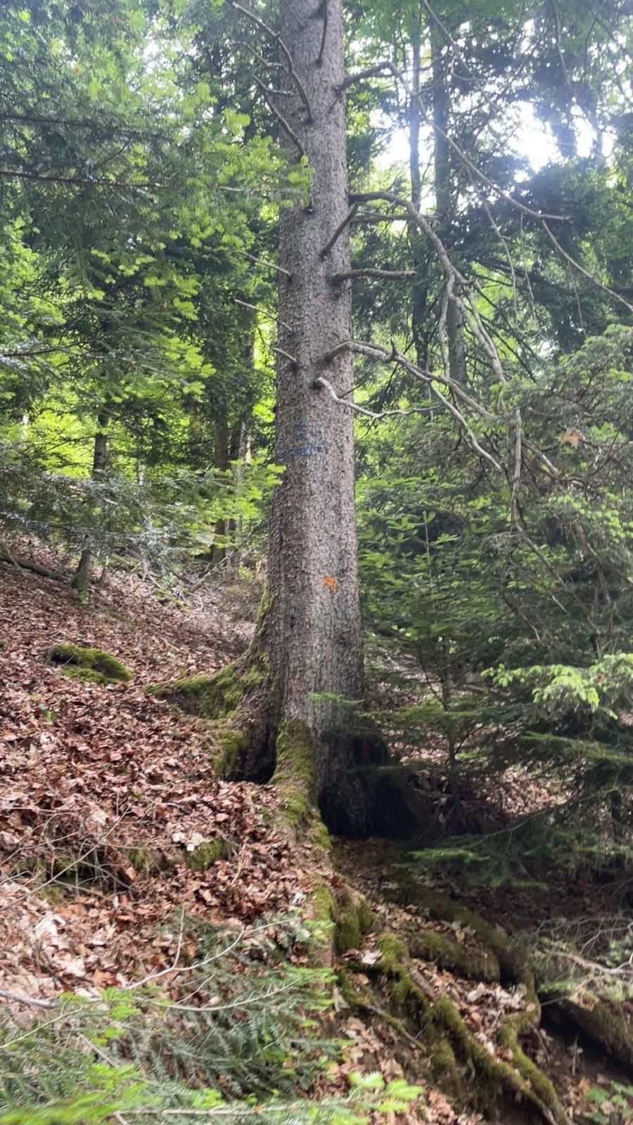 Sentier forestier bordé d'un tronc d'arbre moussu et d'un sol recouvert de feuilles, au bord d'un ruisseau peu profond.