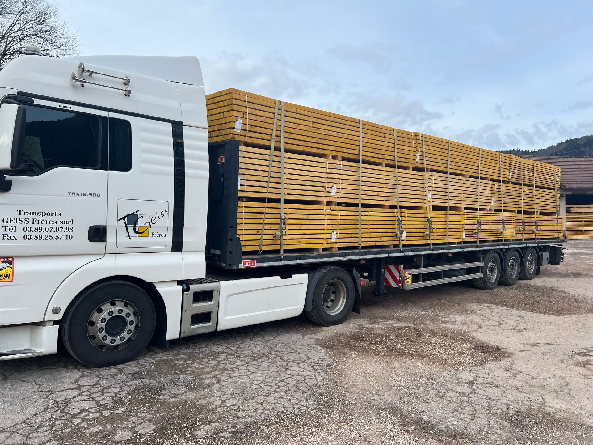 Des troncs d'arbres coupés, portant des marques de peinture vives, sont empilés dans une clairière.