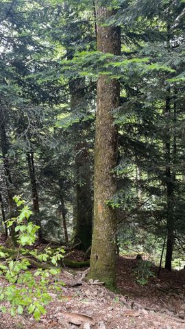 Forêt dense de conifères avec un tronc d'arbre élevé et un sol recouvert de mousse