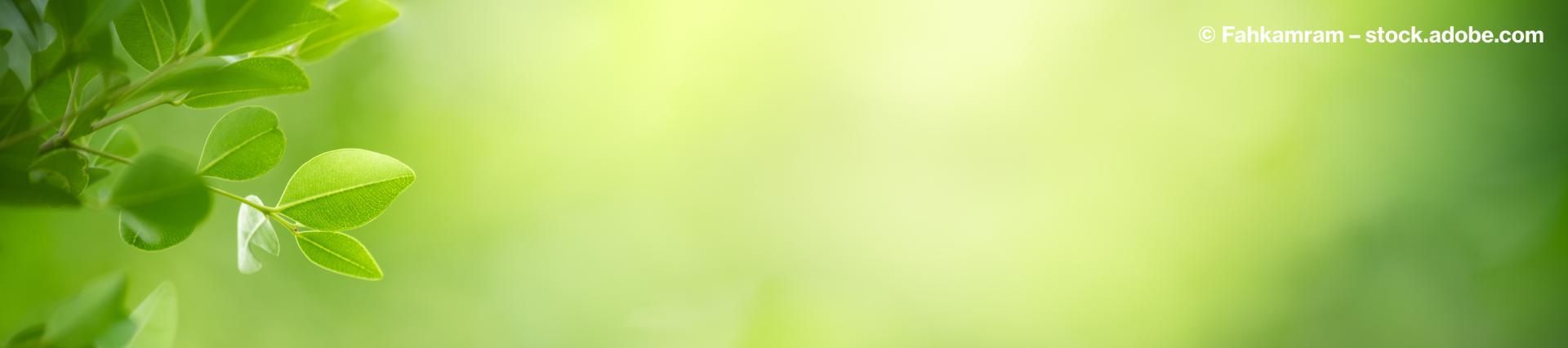 Grüner verschwommener Hintergrund