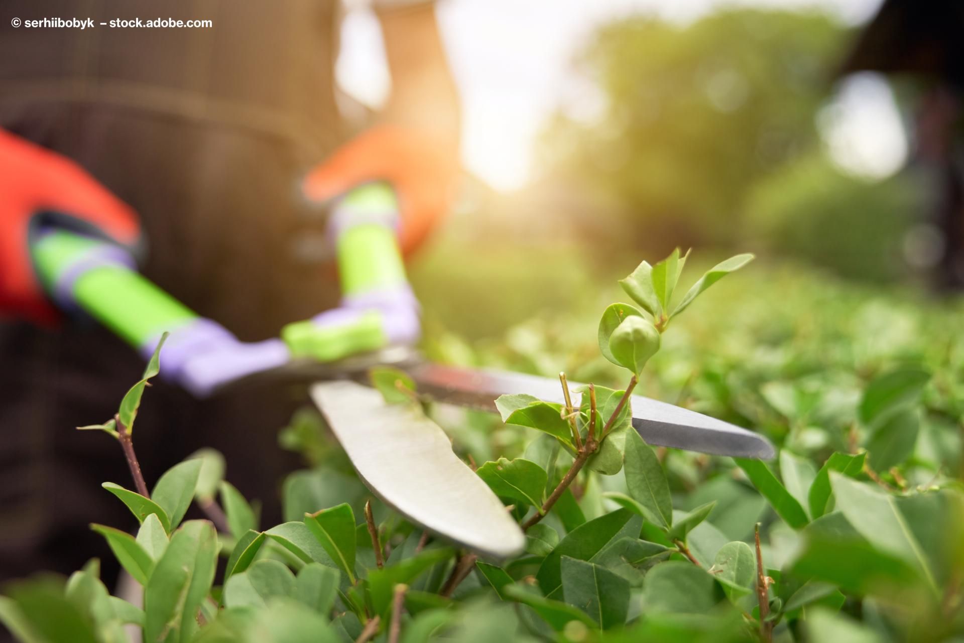 Hecke schneiden Detailansicht