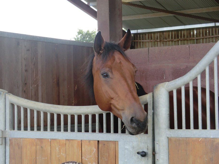 Cheval dans son box