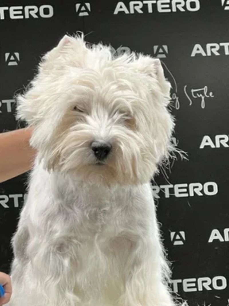 Hundecoiffeur “cut’n love”