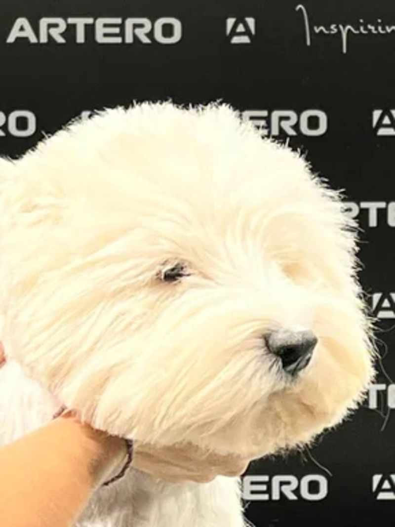 Hundecoiffeur “cut’n love”