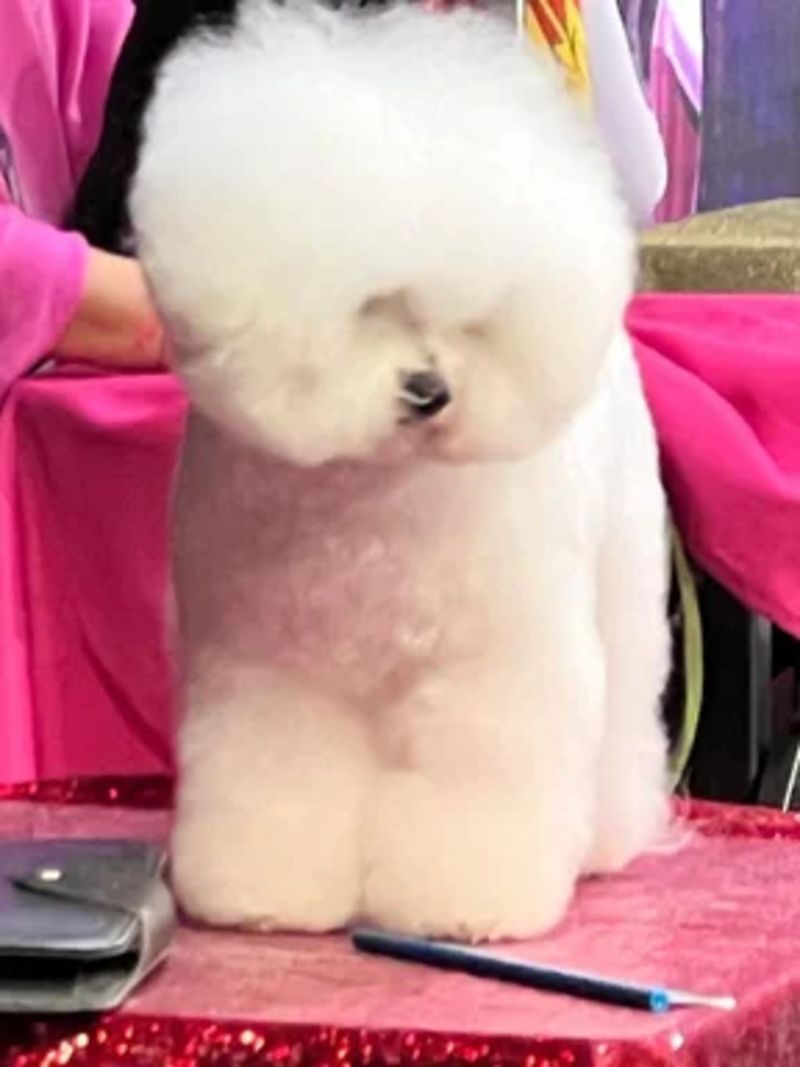 Hundecoiffeur “cut’n love”