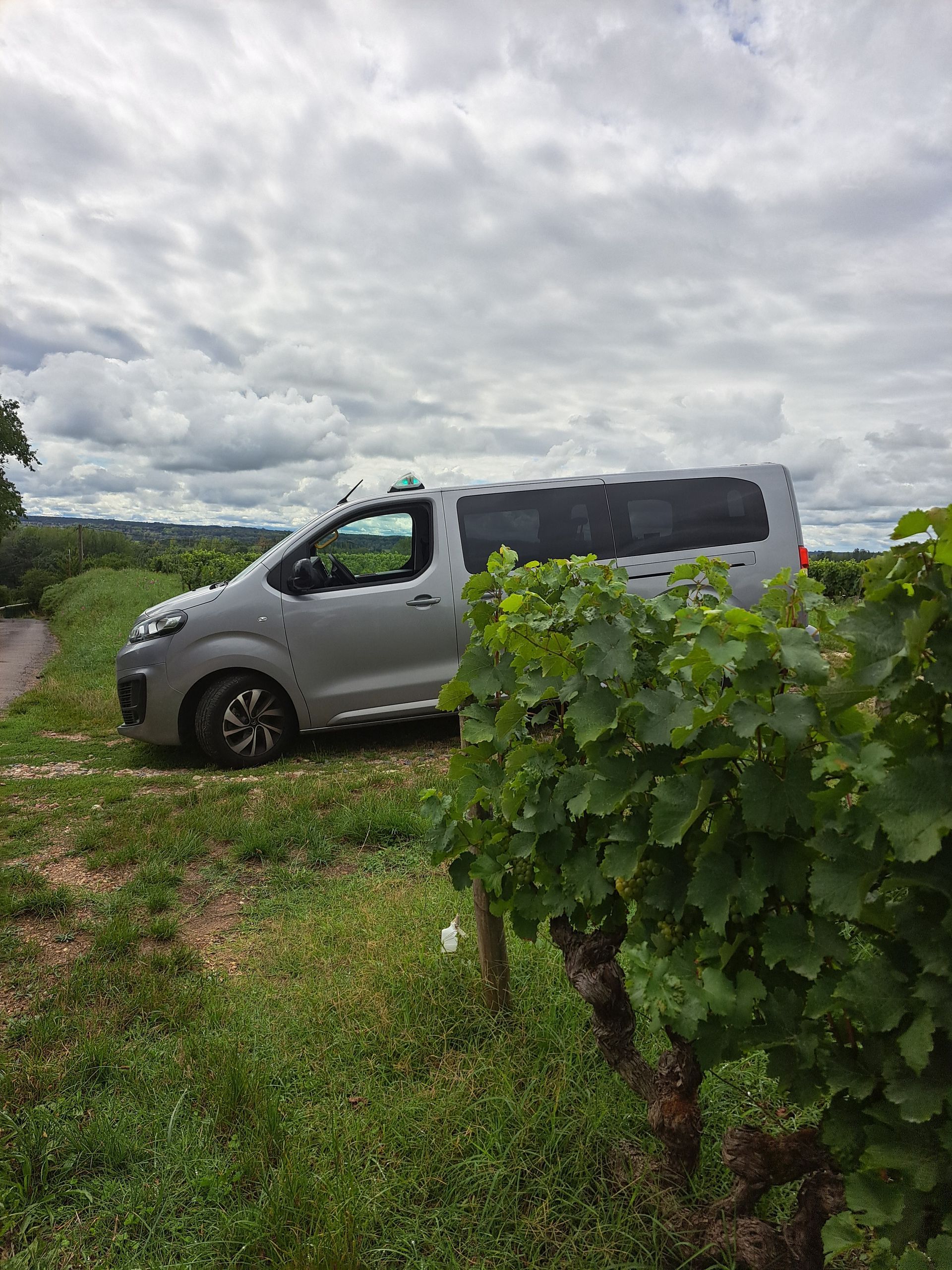 Une camionnette argentée garée sur une colline herbeuse à côté d'un vignoble, sous un ciel nuageux.