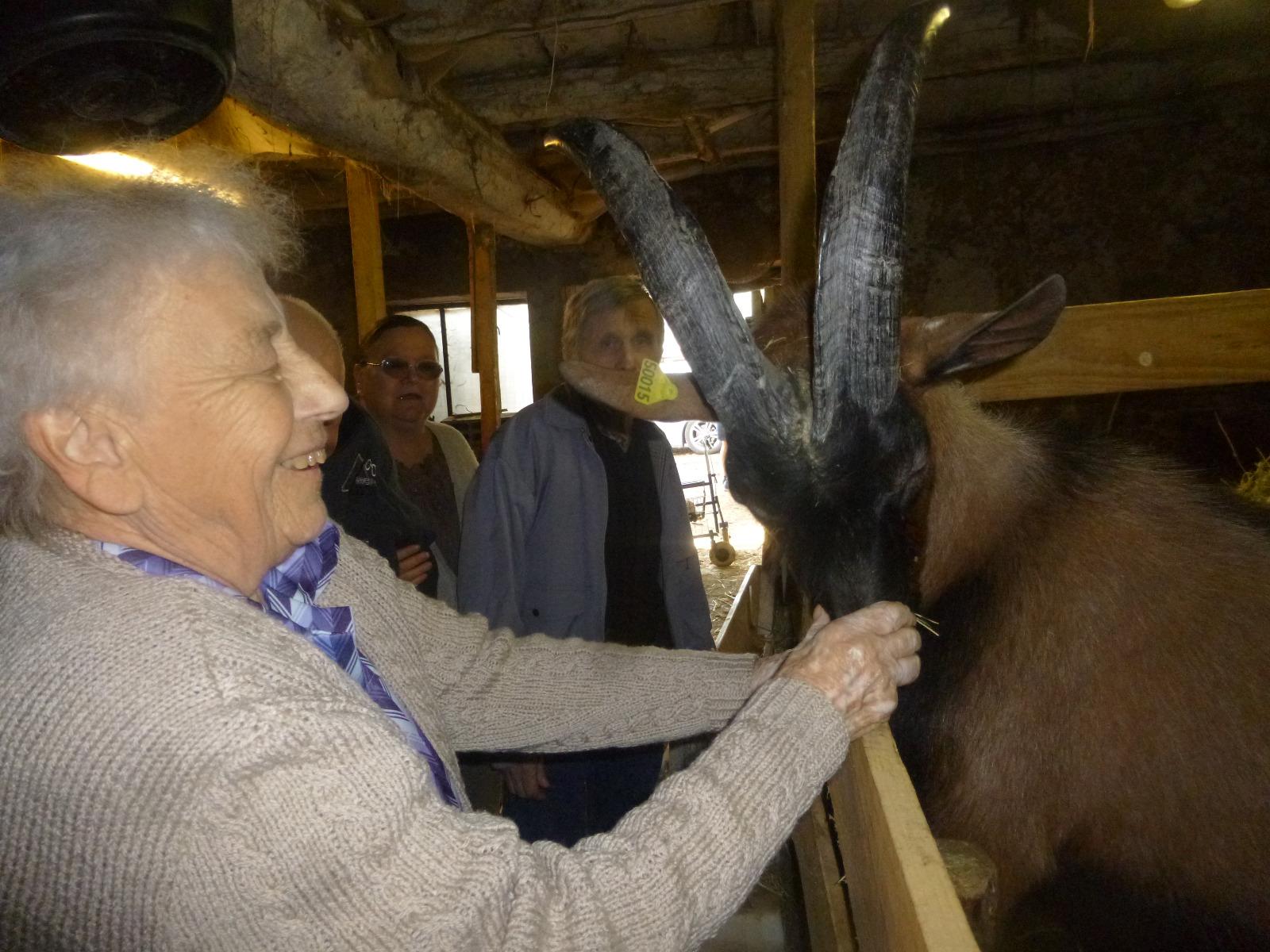 Visite d'une chèvrerie