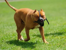 Un perro marrón con bozal camina por el césped.
