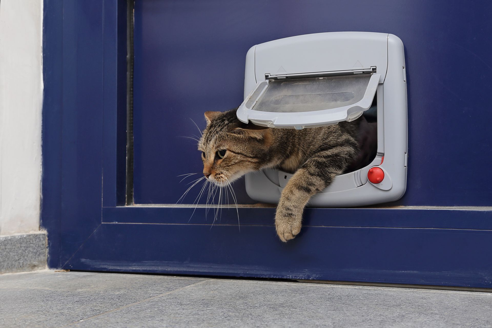 Un chat sort d'une chatière sur une porte bleue.