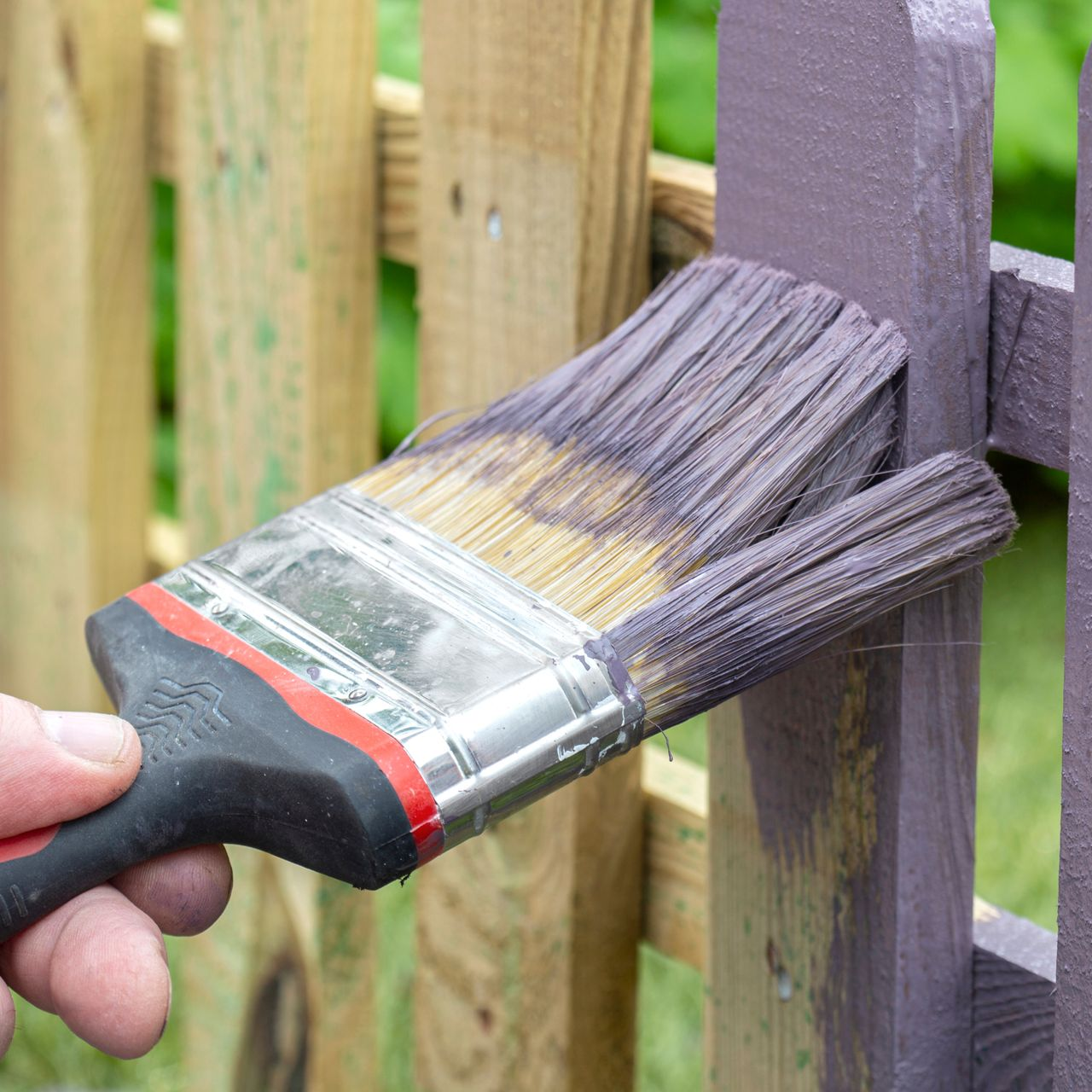 Peindre à la main une clôture violette avec un pinceau large.