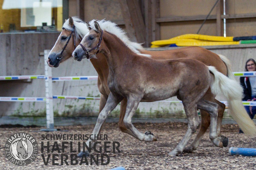 D�sir�e Wamister