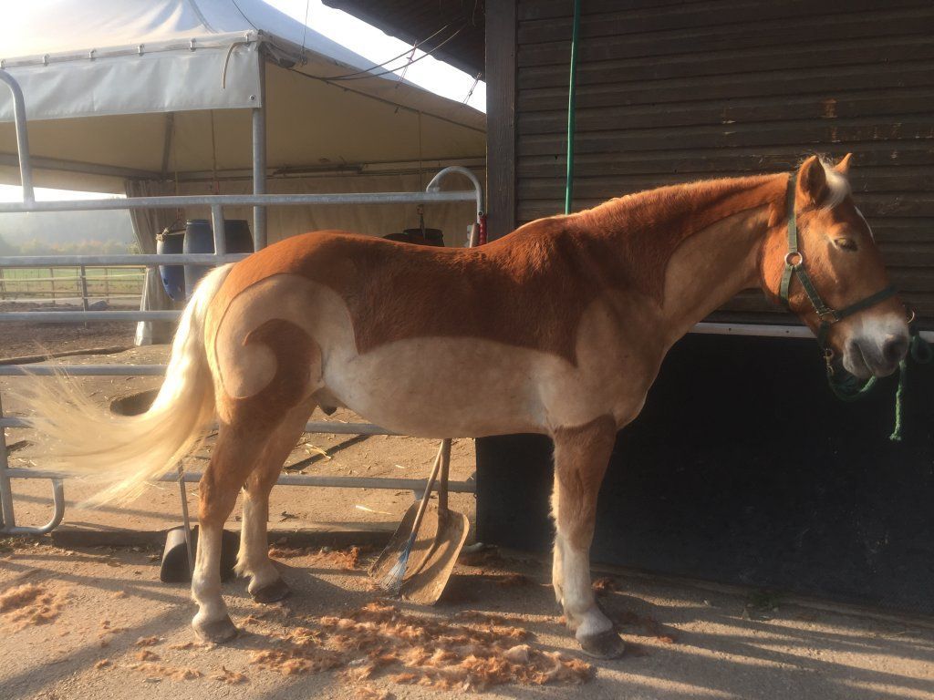 D�sir�e Wamister