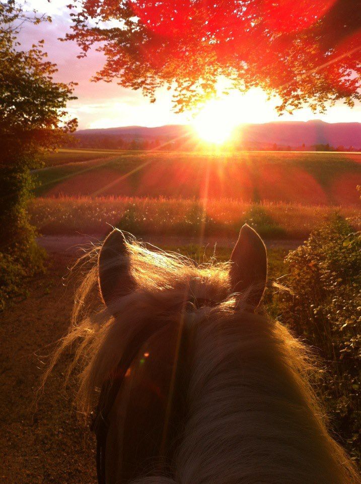 D�sir�e Wamister