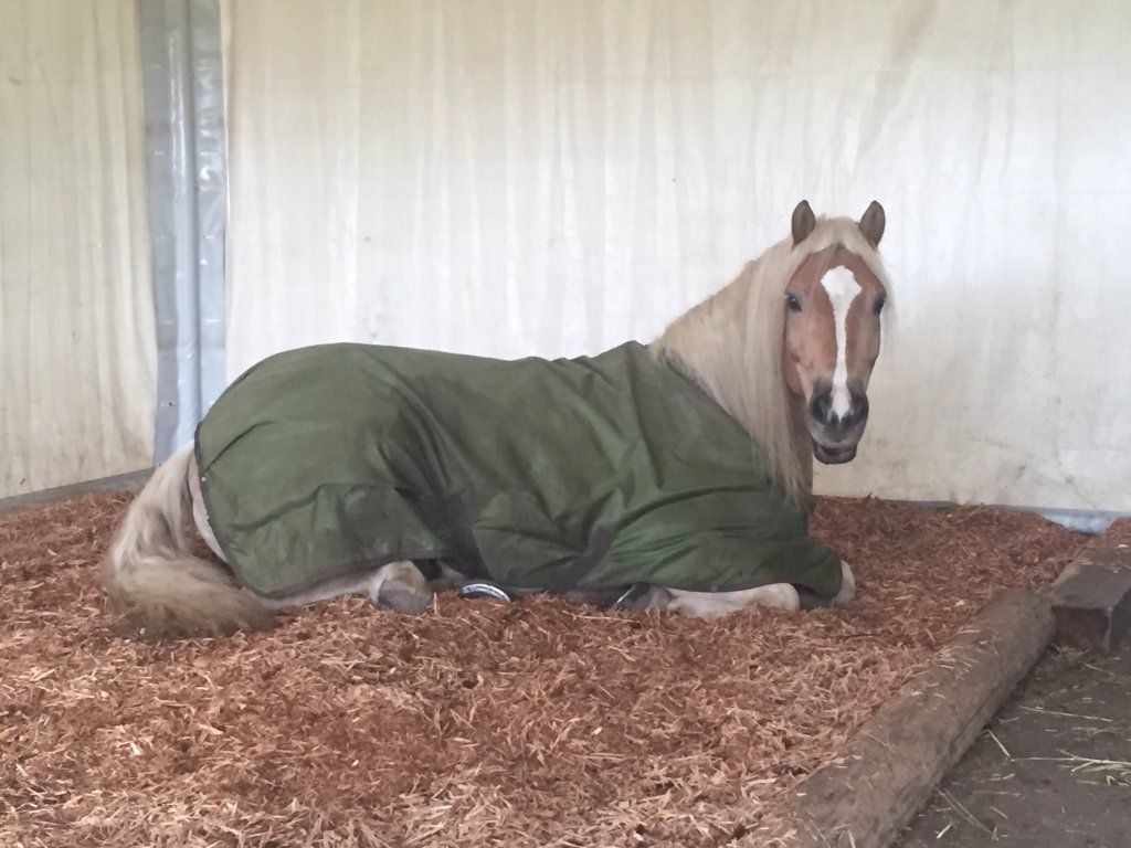 D�sir�e Wamister