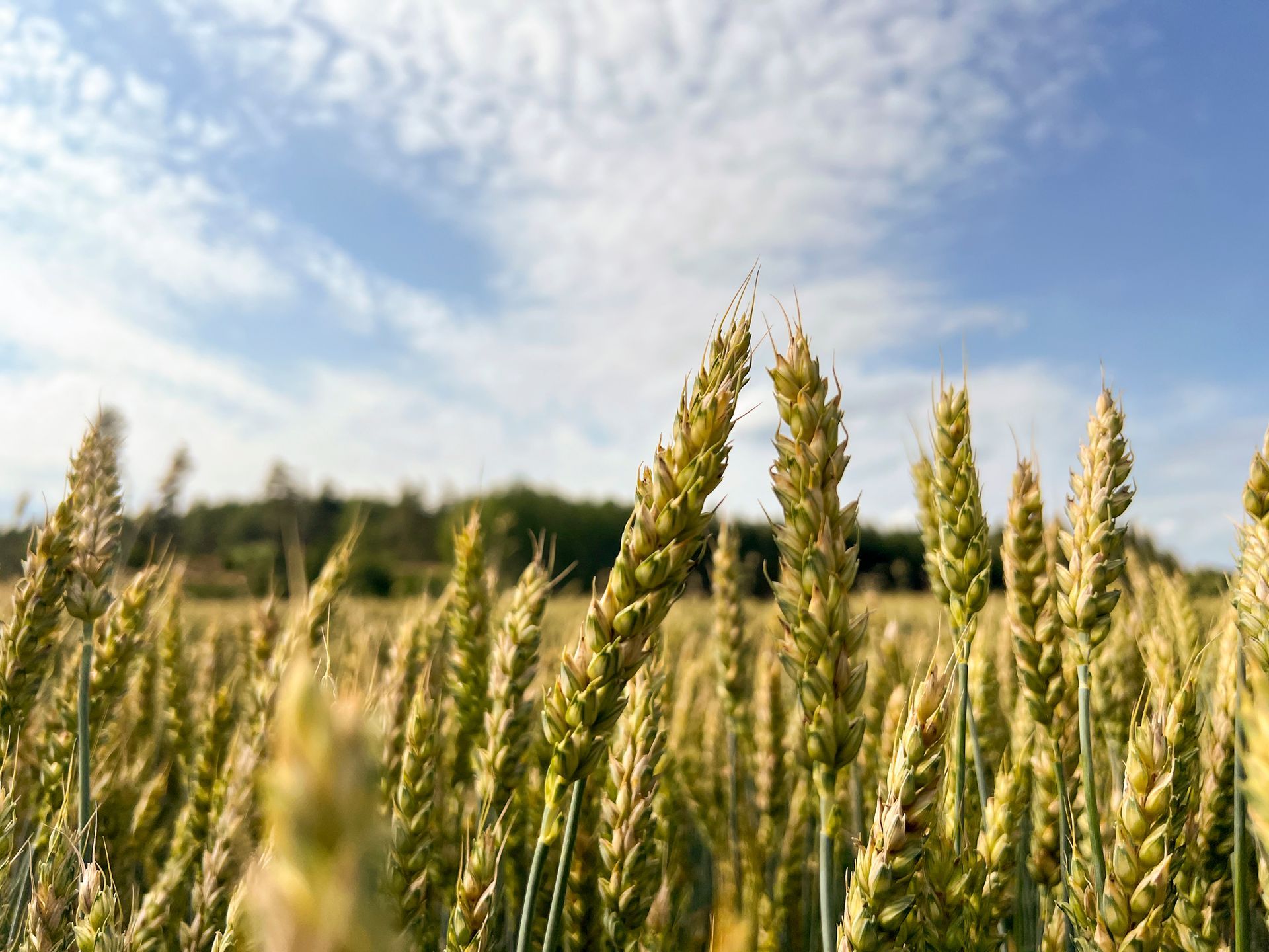 Healthy crops, supported by recycled materials. The results speak for themselves. Healthy crops, supported by recycled materials. The results speak for themselves.